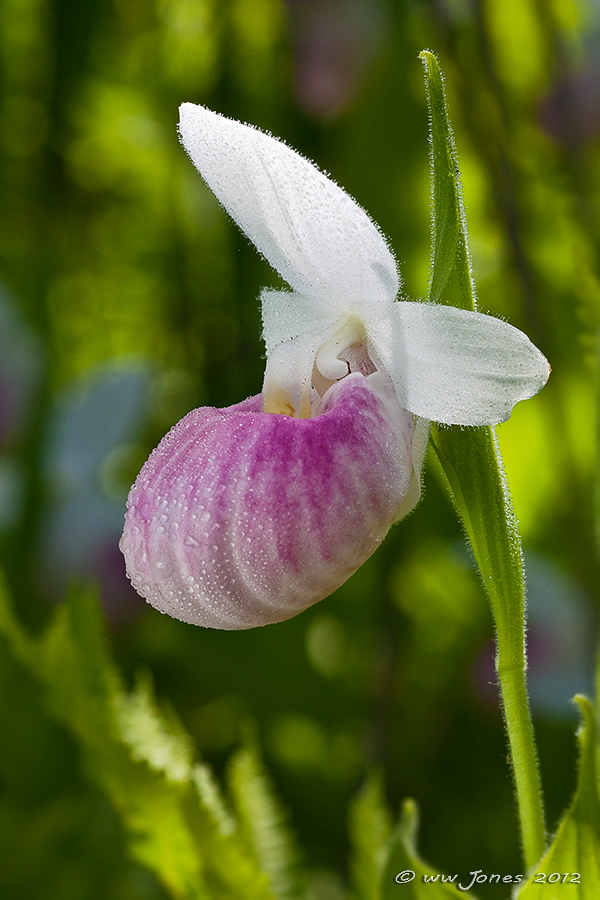 Showy Lady's Slipper