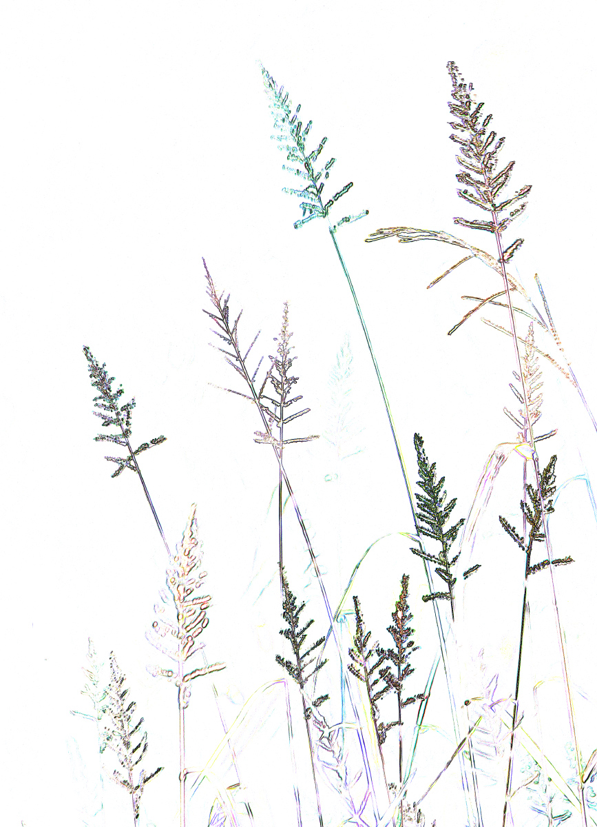 Summer Weeds