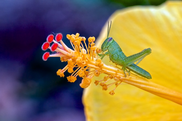 Grasshopper & Hibiscus