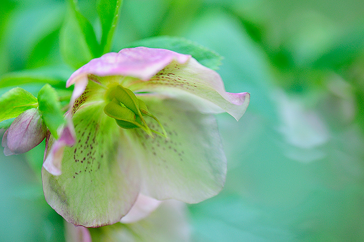 Lenten Rose