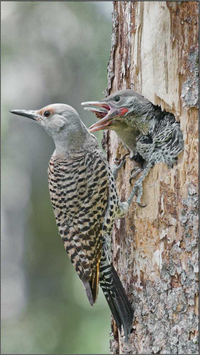Flicker Female+chicks