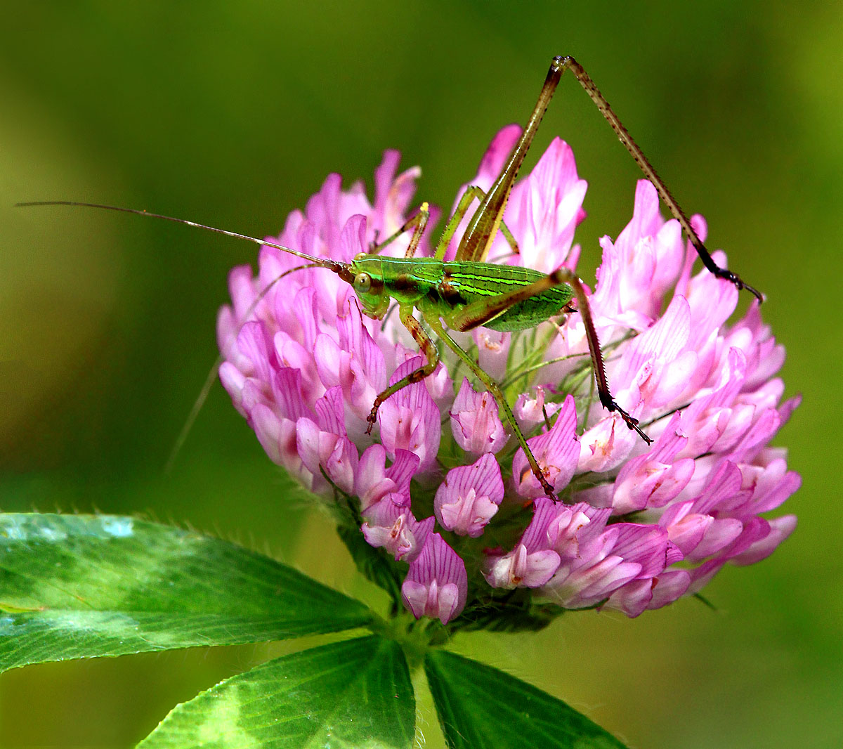 Katydid on Clover
