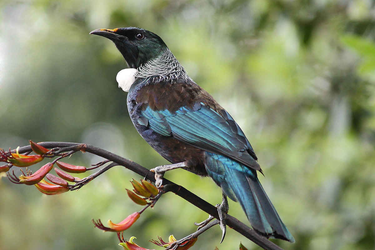 Tui