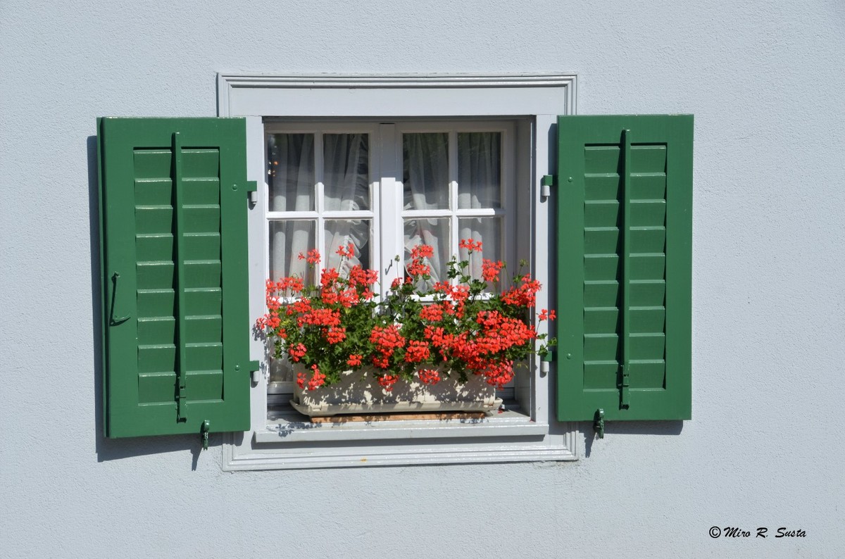 Window Flowers