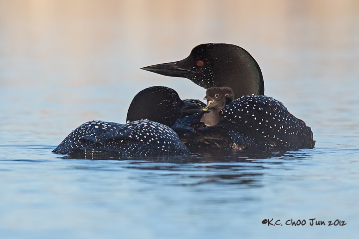Common Loon