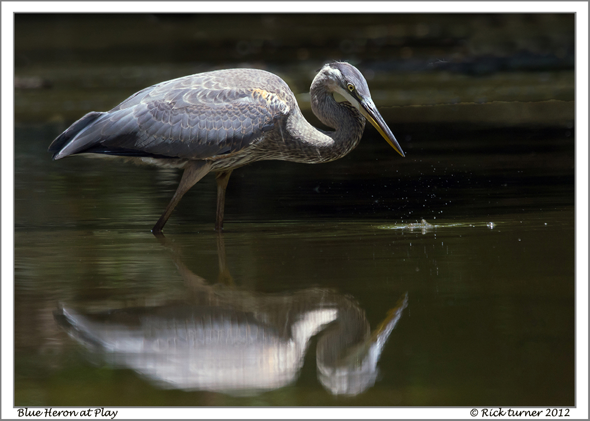 Playful Juvenile Heron