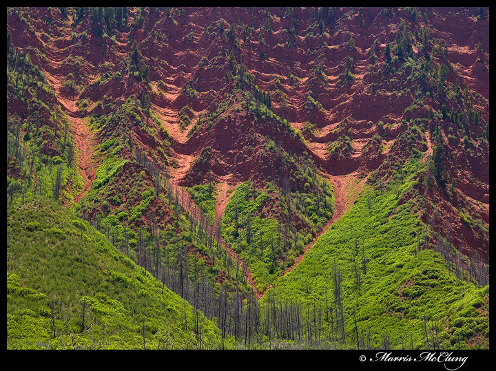 Spring on Red Mountain