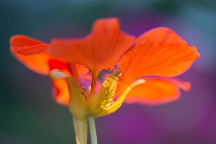 Nasturium watercolor