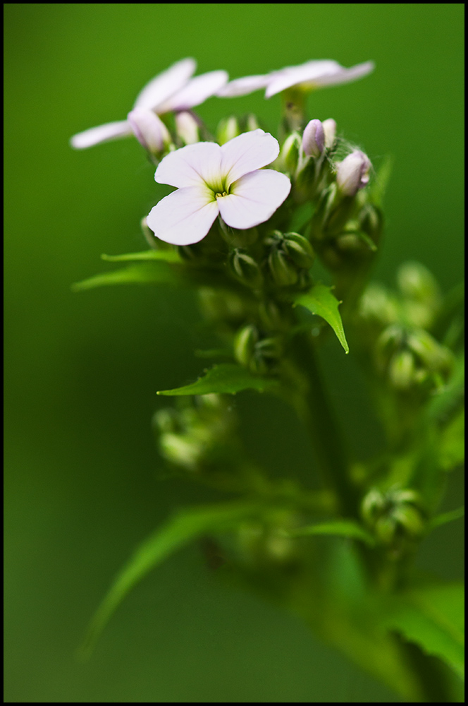 Dame's-Rocket