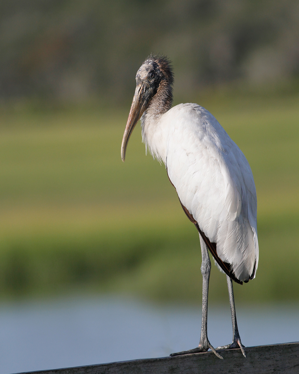 Wood Stork