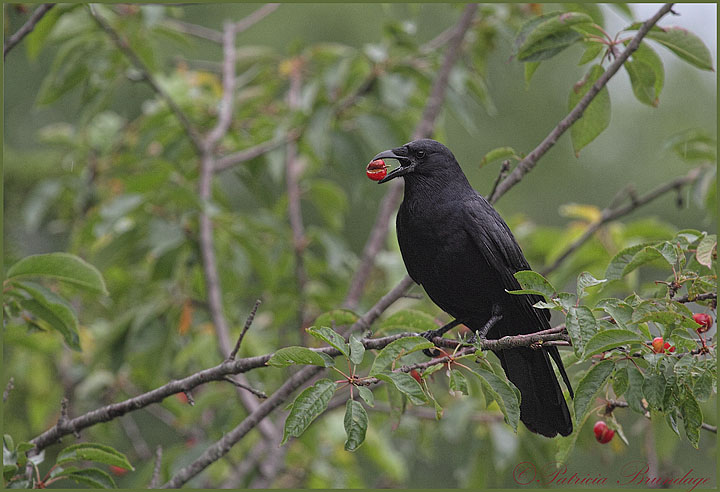 Raven
