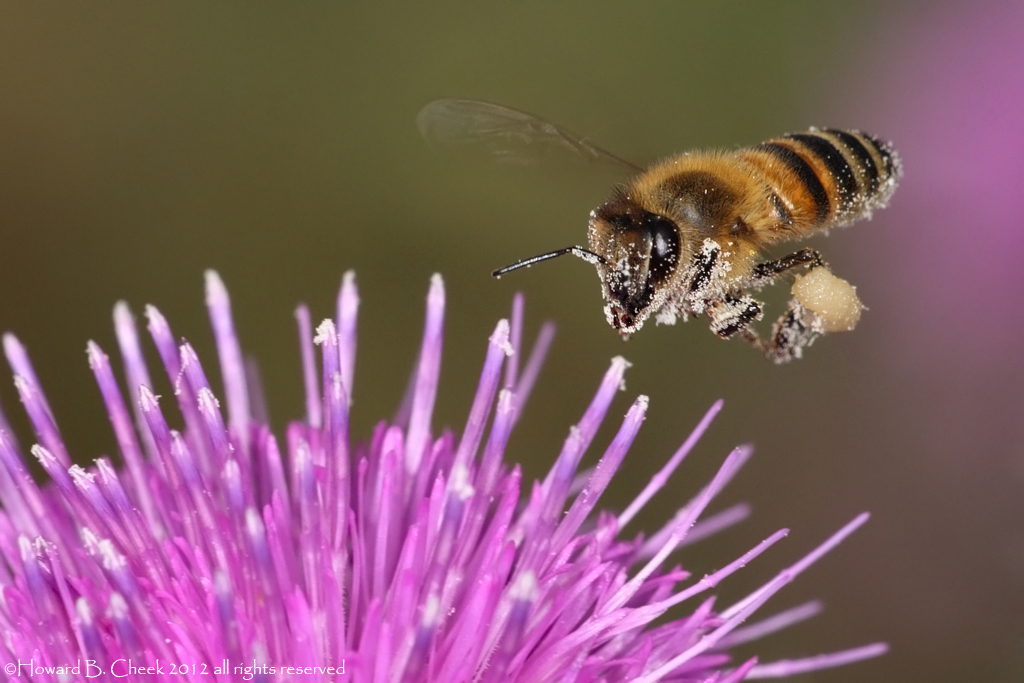 Thistle Magnet