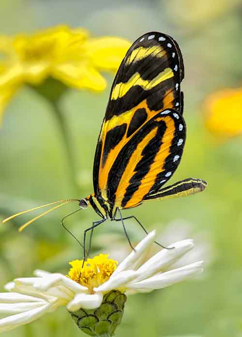 Butterfly # 1