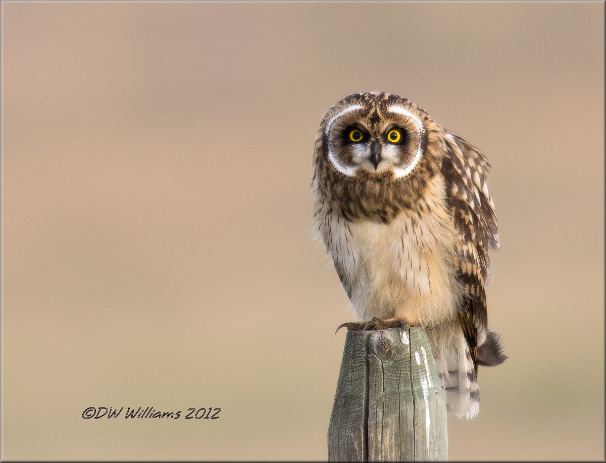 Immature SEO - w/repost