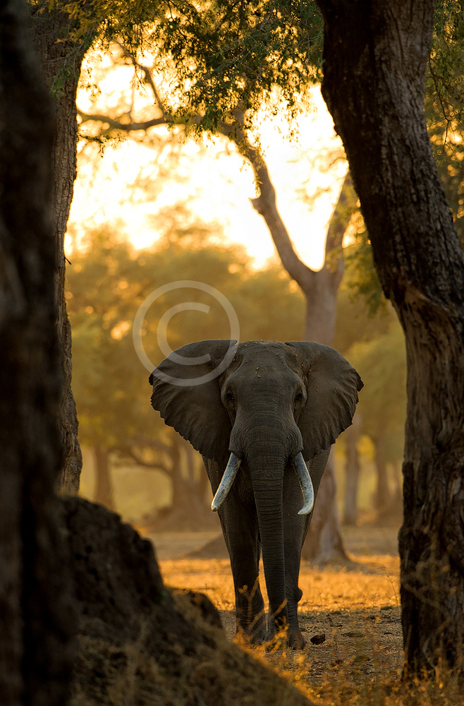 Framed Elephant