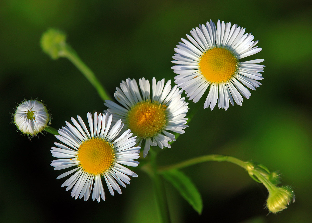 Daisy Fleabane
