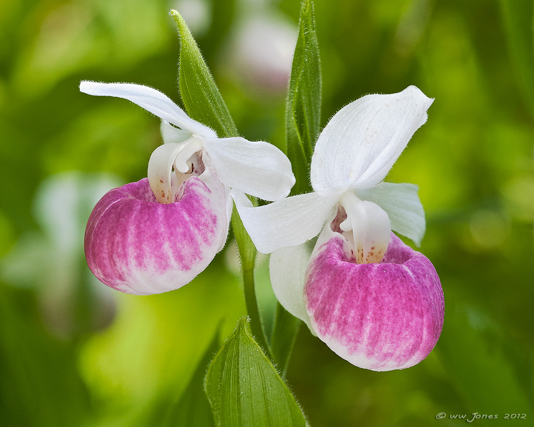 Showy Pair