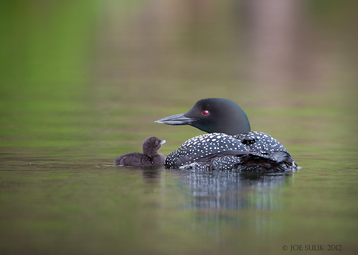 Loon and Chick