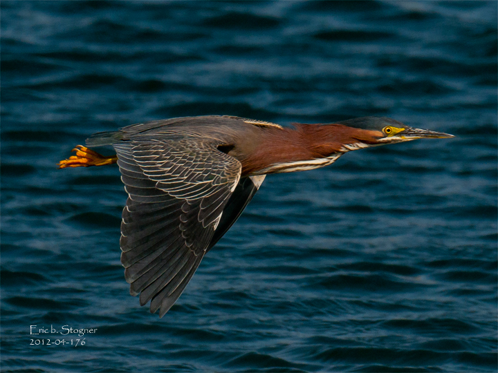 Green Heron