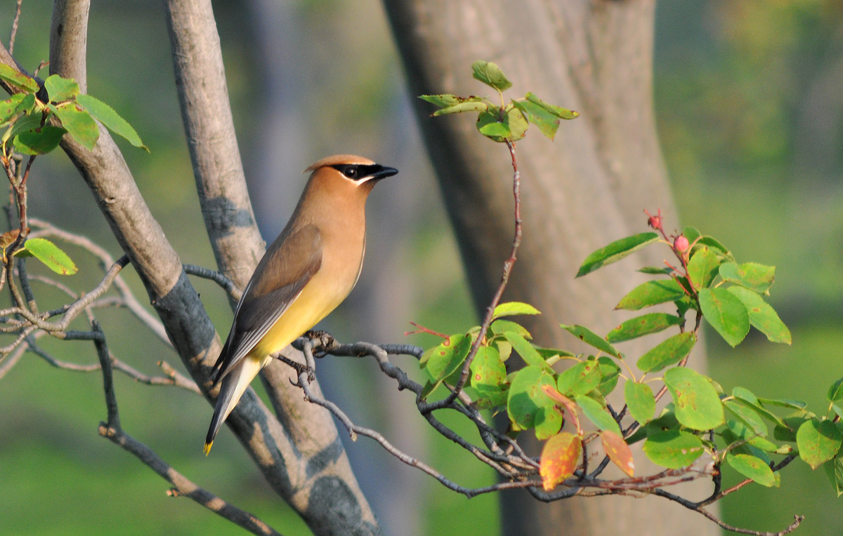 Cedar Waxwing +rpst