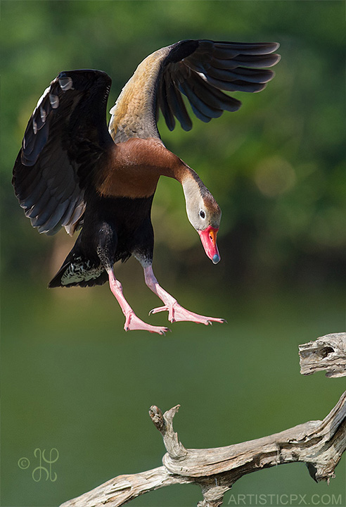 The landing