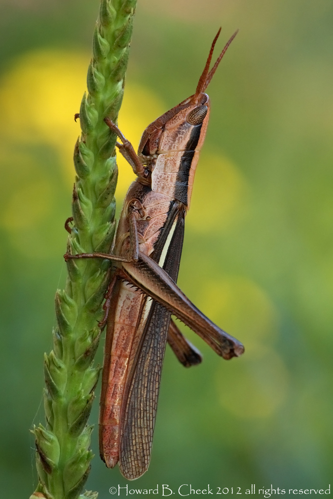 Two-striped Mermiria