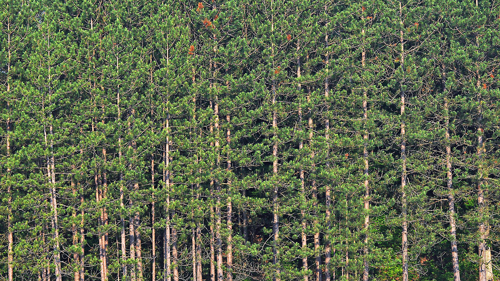 Tree Stand