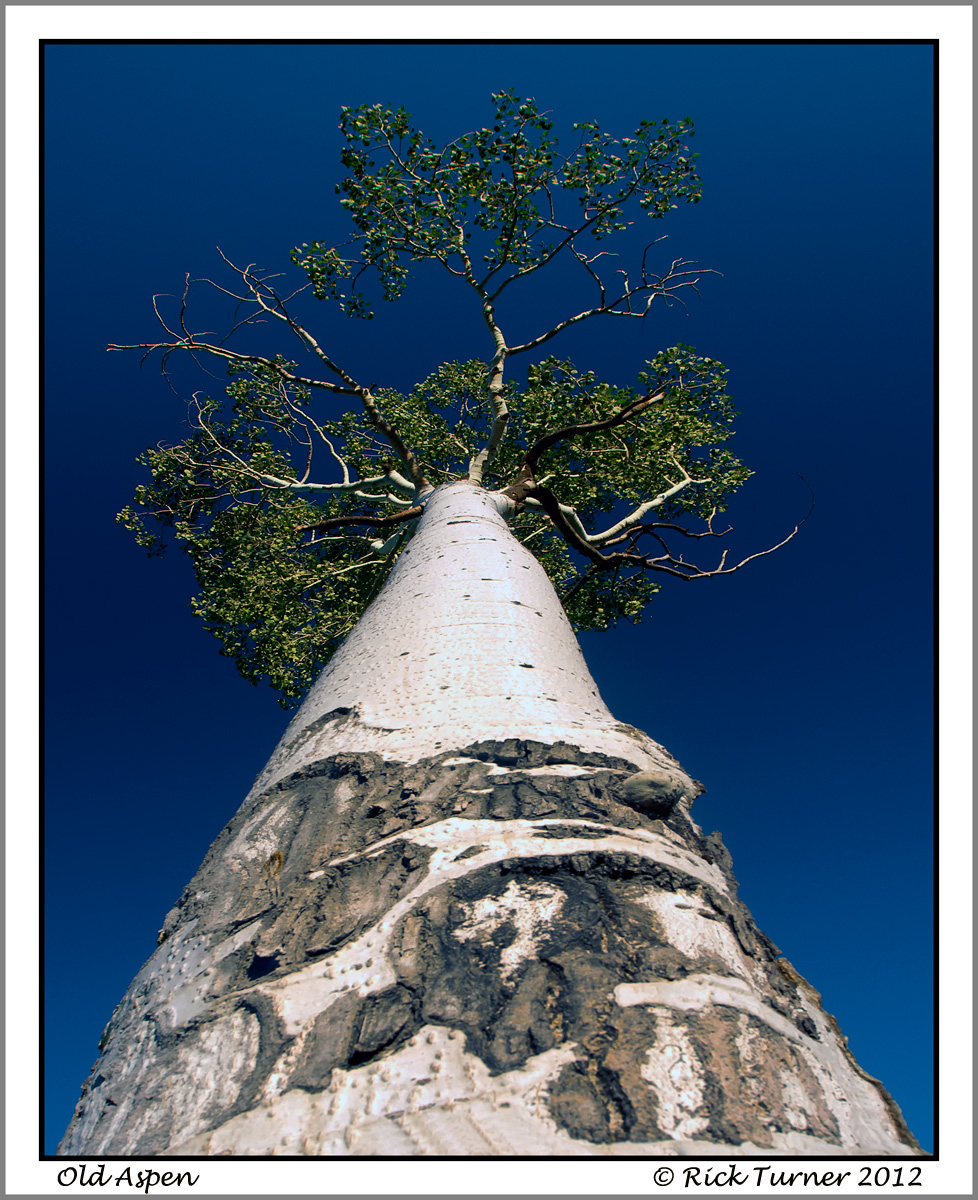 Old Aspen
