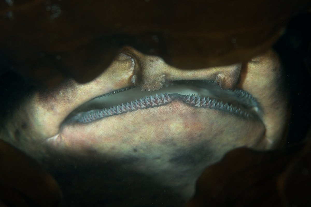 Swell Shark