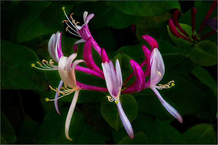 Honeysuckle