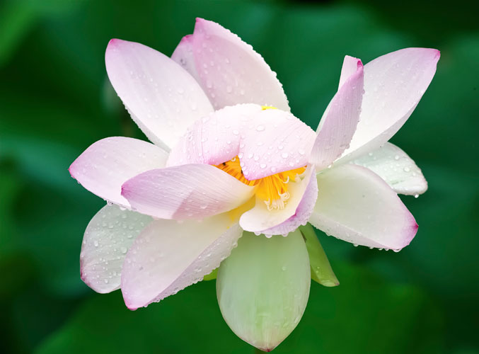 Lotus #1