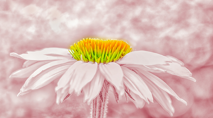 Cone Flower #1