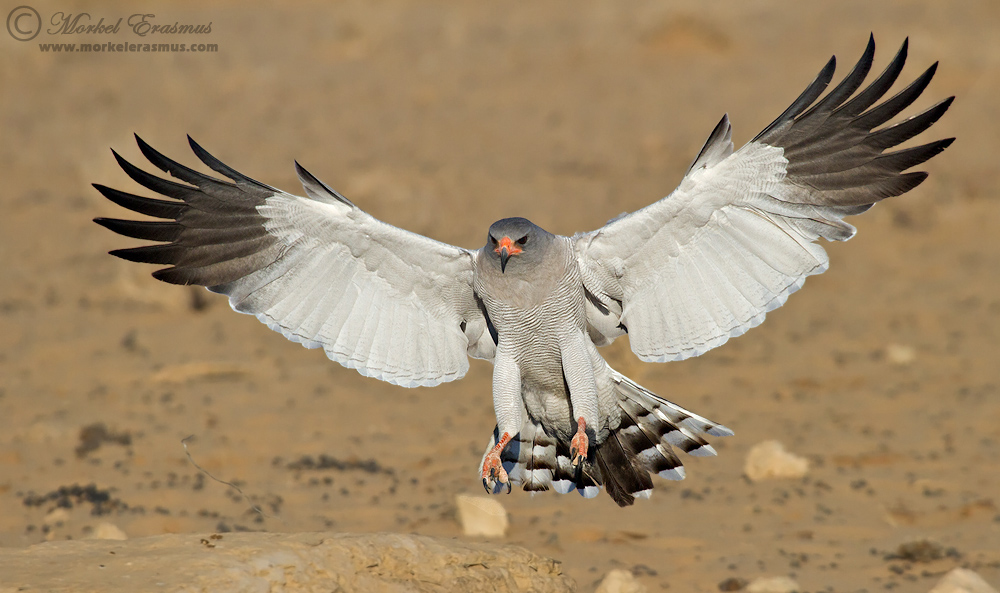 Goshawk Landing