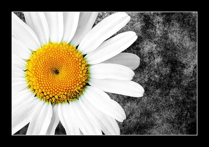 Flower Power