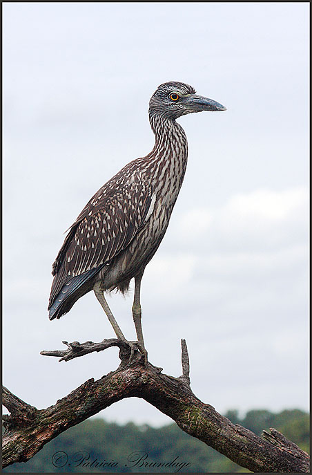 Imm. YC Night Heron 