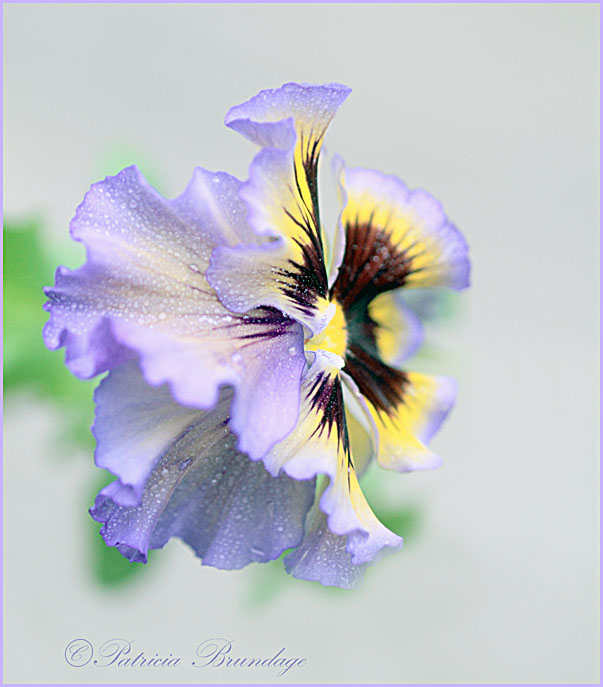 Pansy