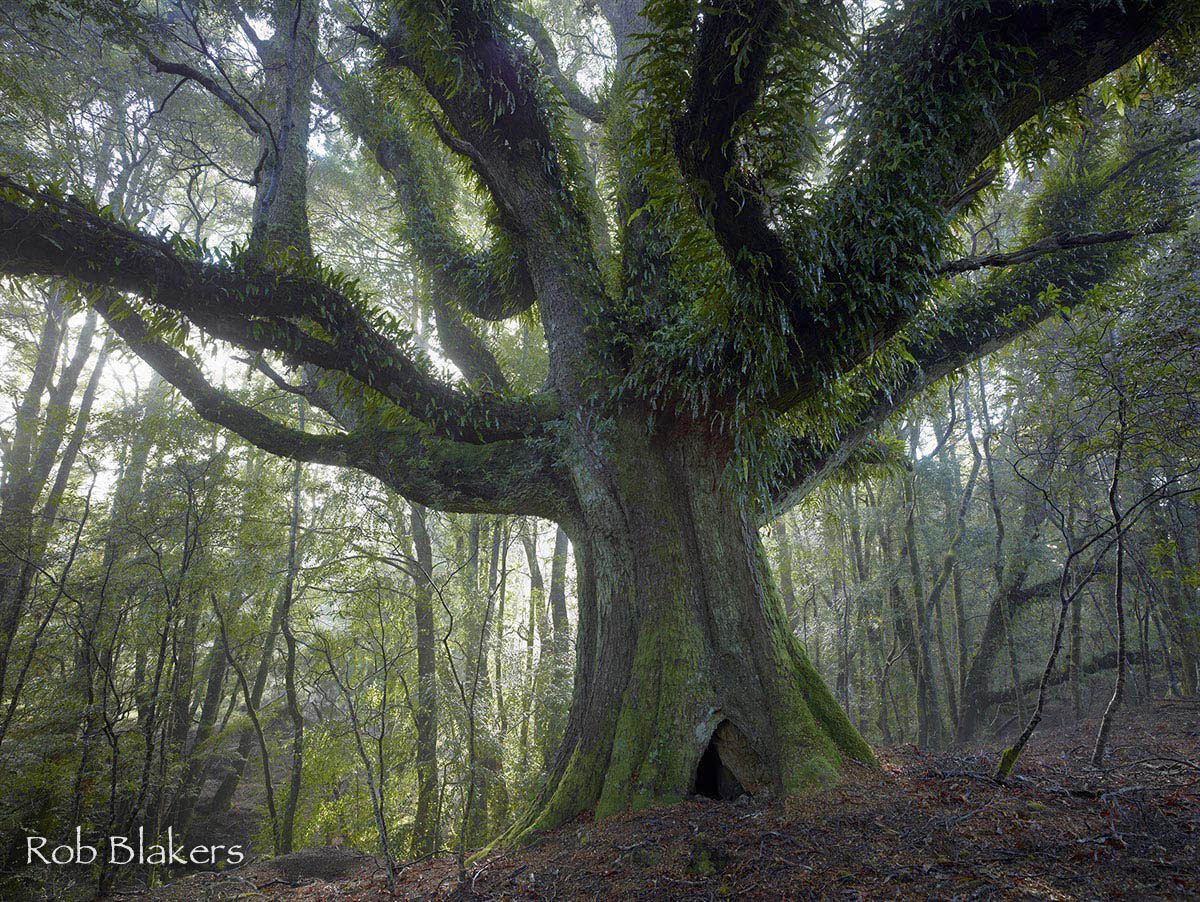 Ancient myrtle, Tasmania