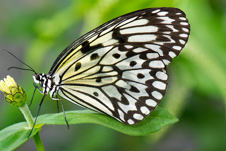 Butterfly # 3