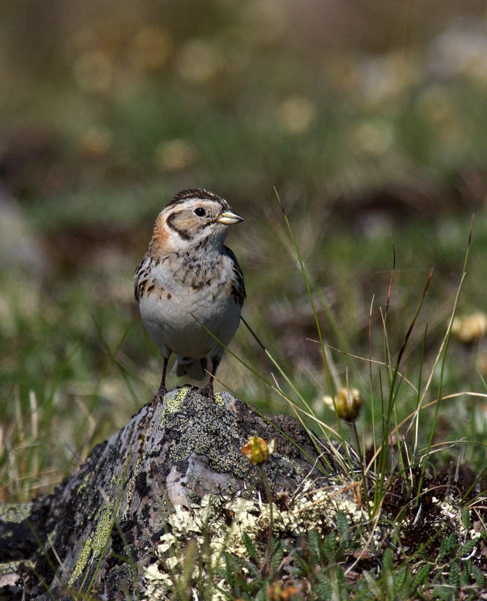 Lapland Longspur