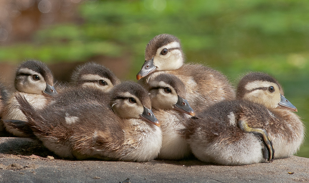 Wood Duck chicks