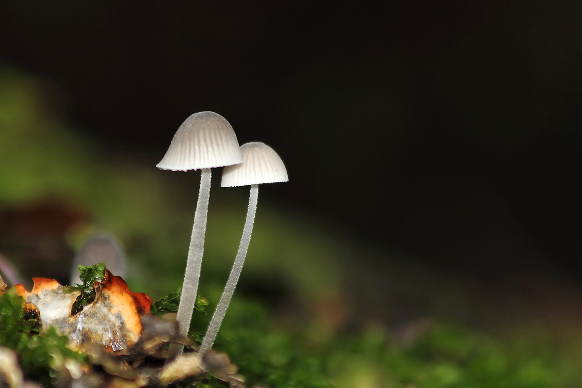 Mycena Species (Fungi)