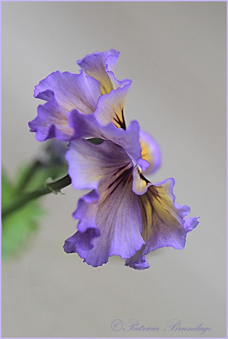 Frilly Pansy