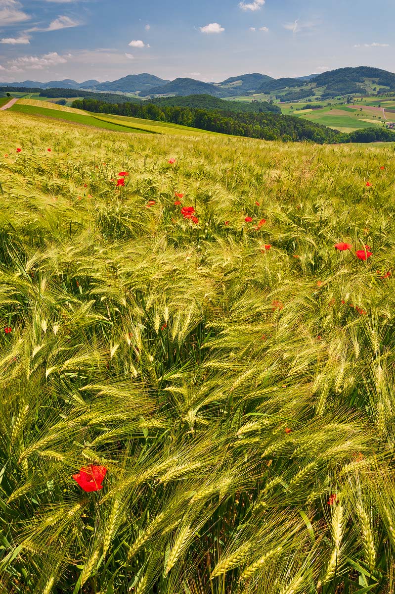 Farmland
