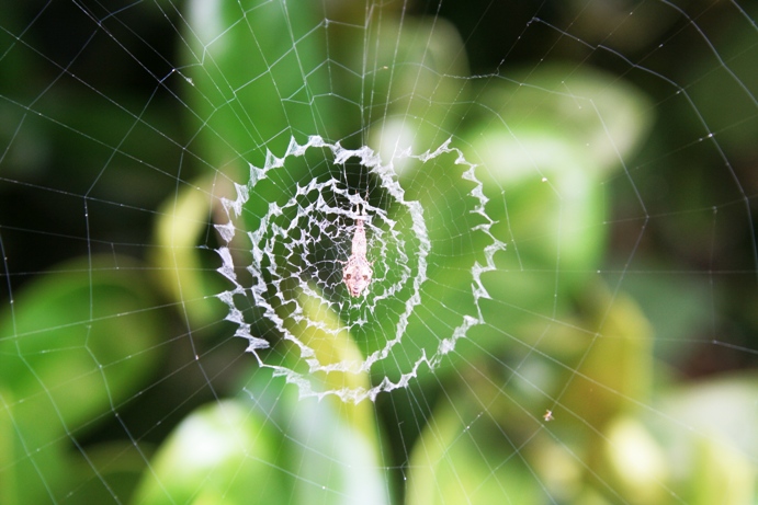 Spider cycle