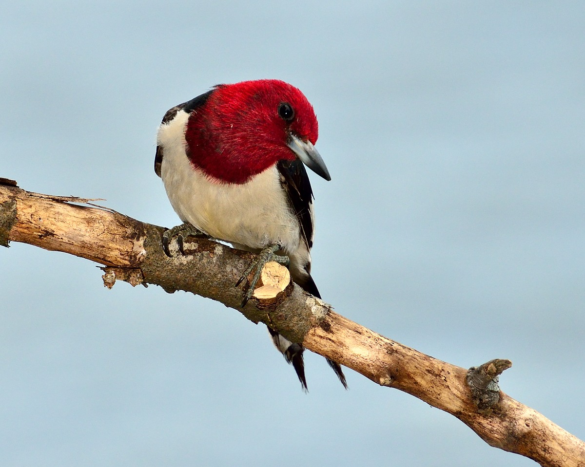 Red Head