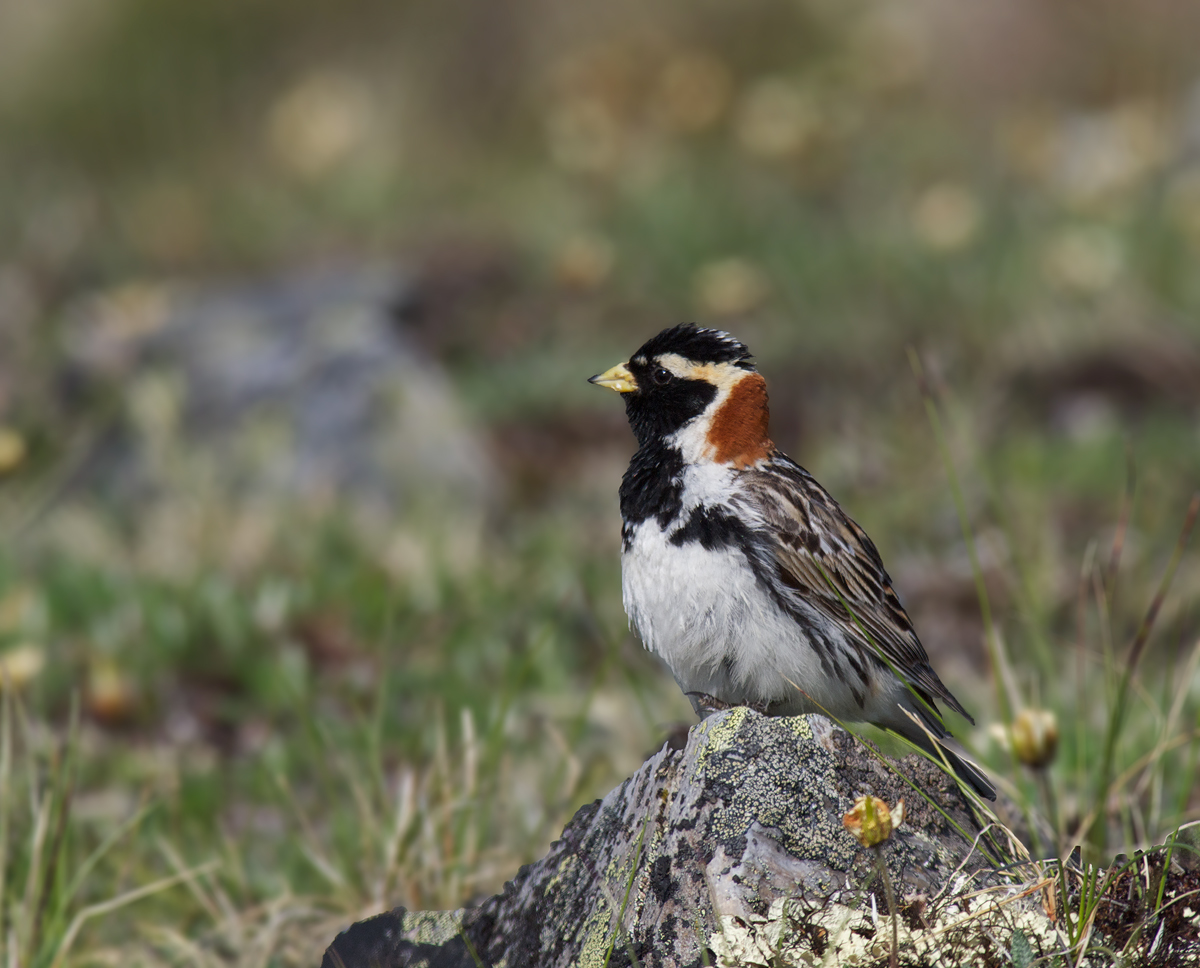 Lapland Longspur Male