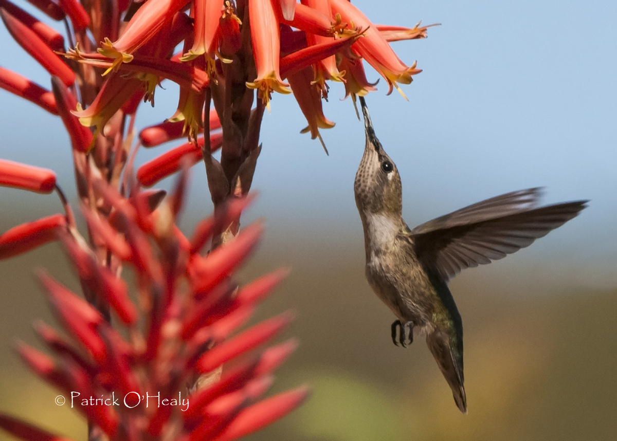 Black-Chinned Hummer