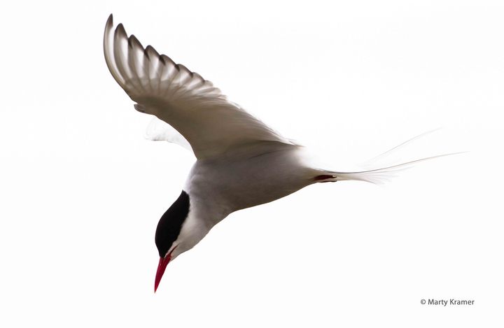Whispering Wings