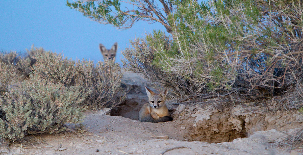 KitFox and Sibling