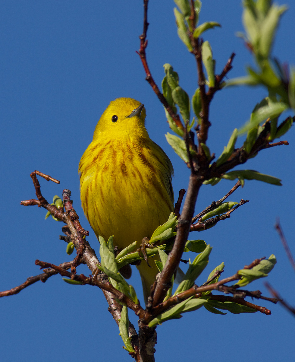Yellow Warbler Male